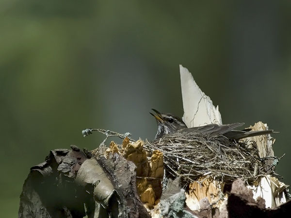 Punakylkirastas, Redwing, Turdus iliacus